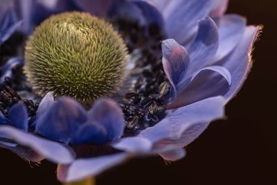 Close-up of blue flowering plant