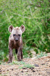 Portrait of sheep on land