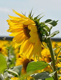 Close-up of sunflower