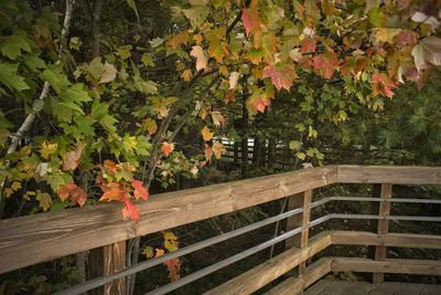 Flowers on railing by trees during autumn