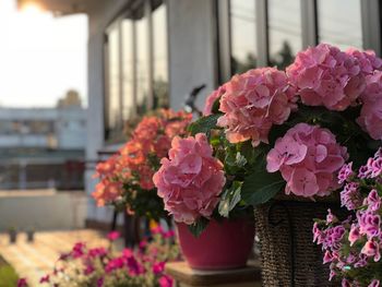 Close-up of pink flowers in pot