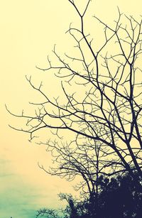 Low angle view of bare trees against sky