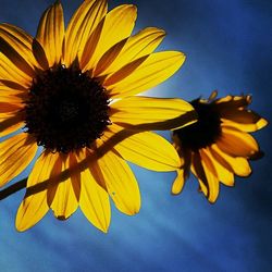 Low angle view of sunflower against blue sky