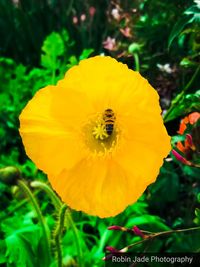 Close-up of yellow flower blooming outdoors