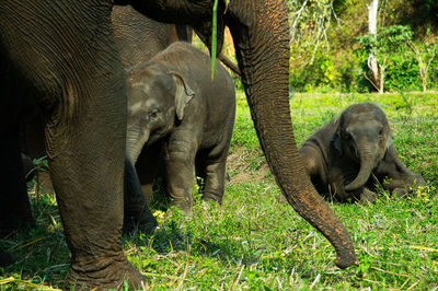 Elephant in a forest