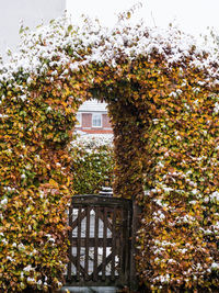 Close-up of ivy growing on house window