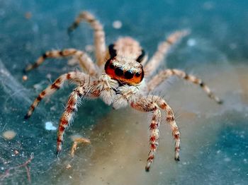 Close-up of spider