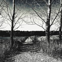 Bare trees on field against sky