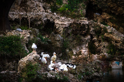 View of sheep on rock