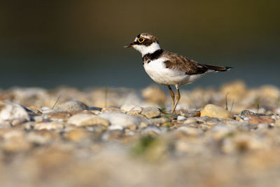 The little ringed plover on gravel bar from the drava river