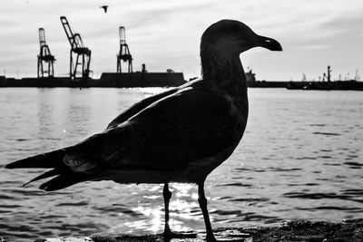 Close-up of bird perching on sea against sky