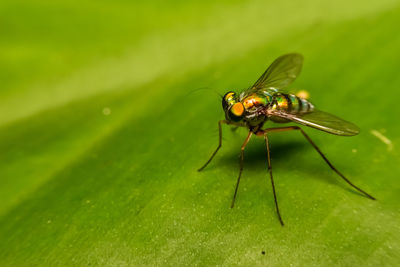 Close-up of fly on leaf