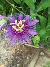 Close-up of purple flower