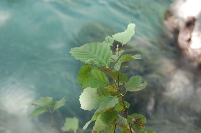 Close-up of plant