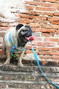 Full length of dog standing against brick wall