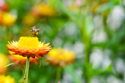 Close-up of bee on yellow flower