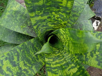 Full frame shot of fresh green leaves