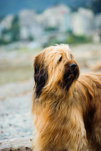 Briard looking away on footpath