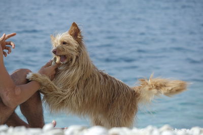 Midsection of man feeding brown dog at beach