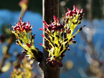 Close-up of red flowers