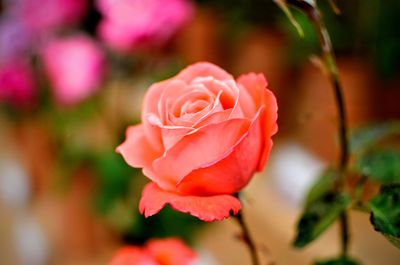 Close-up of pink rose blooming in garden