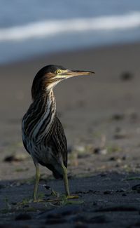 View of a bird perching on the beach