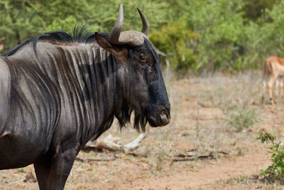 Close up of a blue wildebeest