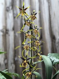 Close-up of flowering plant