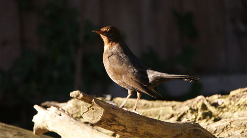 Close-up of bird perching on wood