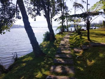 Trees in park