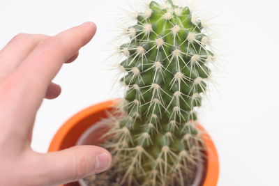 Cropped hand touching cactus plant against white background