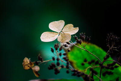 Close-up of plant with red leaves