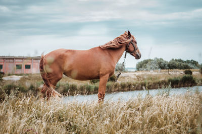 Horse standing in a field