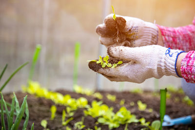 Gardeners hands holding young sprouts in greenhouse background. close up, faceless portait