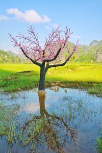 Tree by lake against sky