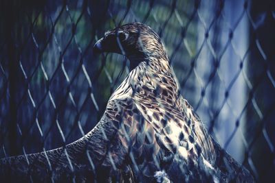 Close-up of owl perching on chainlink fence