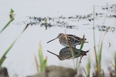 Close-up of bird on field
