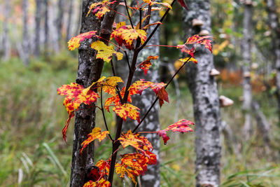 Close-up of colorful flowers growing in garden