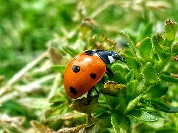 Close-up of ladybug on leaf