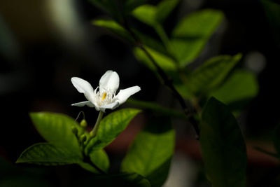 Close-up of white flower blooming outdoors