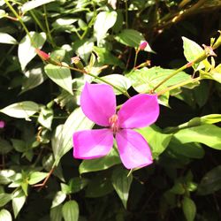 Close-up of pink flowers in park