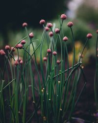 Close-up of flowering plants on field