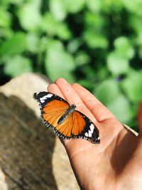 Close-up of butterfly on hand