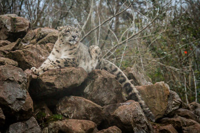 View of an animal sitting on rock