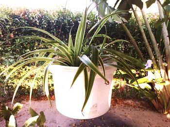 Close-up of potted plants on field