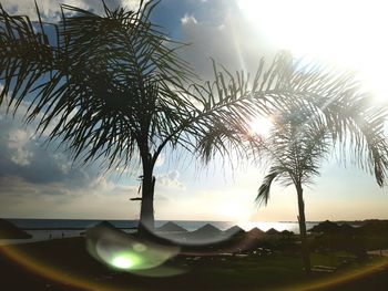 Silhouette palm trees against sky during sunset