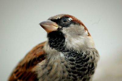 Close-up of a bird