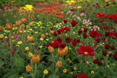 Close-up of fresh red flowers in field