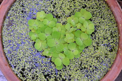 High angle view of potted plant floating on water