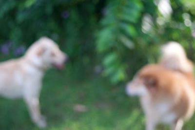 Close-up of dog on field